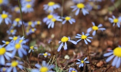 Felicia minima