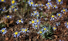 Felicia minima