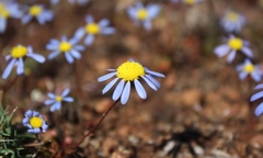 Felicia minima
