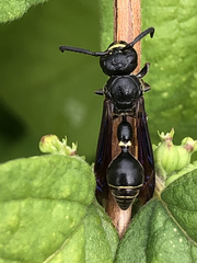 Zethus spinipes spinipes