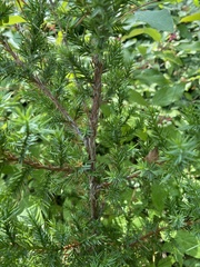 Juniperus