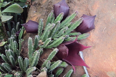 Stapelia leendertziae