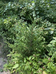 Juniperus