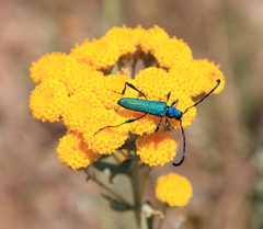 Hypocrites scabriusculus