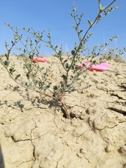 Eriogonum divaricatum