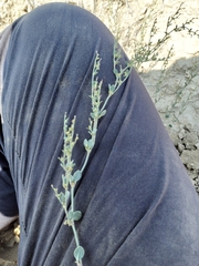 Eriogonum divaricatum