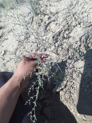 Eriogonum divaricatum