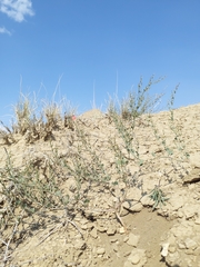 Eriogonum divaricatum