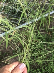Leptochloa