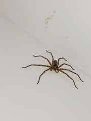 Heteropoda venatoria