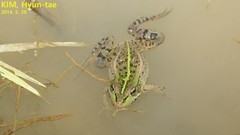 Pelophylax nigromaculatus × Pelophylax chosenicus