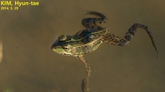 Pelophylax nigromaculatus × Pelophylax chosenicus