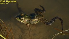 Pelophylax nigromaculatus × Pelophylax chosenicus