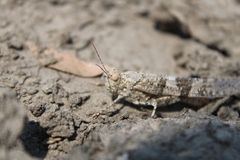 Trimerotropis pallidipennis