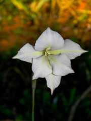 Gladiolus longicollis