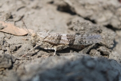 Trimerotropis pallidipennis