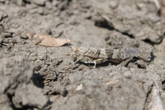 Trimerotropis pallidipennis