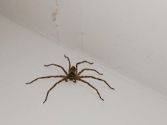 Heteropoda venatoria