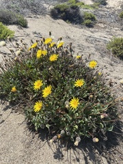 Agoseris apargioides