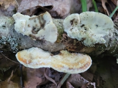 Skeletocutis semipileata