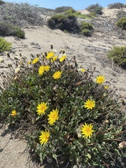 Agoseris apargioides