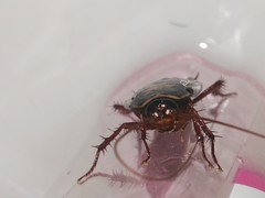 Periplaneta australasiae
