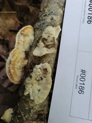 Skeletocutis semipileata