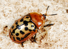 Conchyloctenia punctata