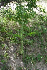 Kalanchoe paniculata