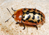 African Spotted Tortoise Beetle - Photo (c) peterwebb, some rights reserved (CC BY-NC), uploaded by peterwebb