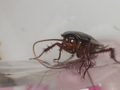 Periplaneta australasiae