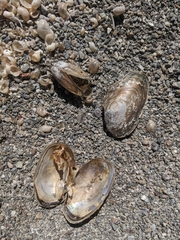 Anodonta californiensis