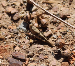 Sphingonotus scabriculus