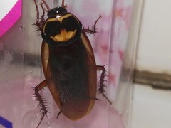 Periplaneta australasiae