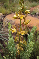 Eulophia coddii