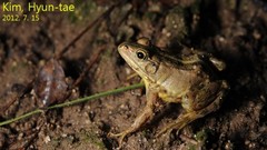 Pelophylax nigromaculatus × Pelophylax chosenicus