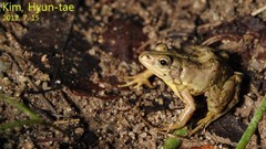 Pelophylax nigromaculatus × Pelophylax chosenicus