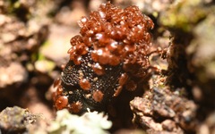 Pygmephoridae