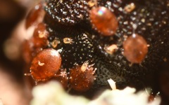 Pygmephoridae