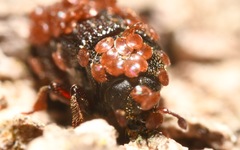 Pygmephoridae