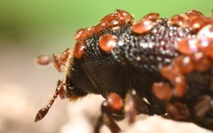 Pygmephoridae