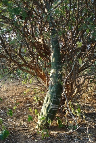 Adenia fruticosa image