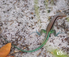 Glaucomastix abaetensis