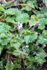 Lobelia ardisiandroides