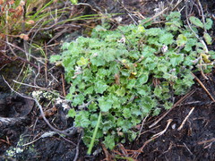Lobelia ardisiandroides