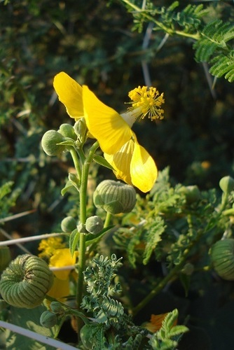 Abutilon angulatum image