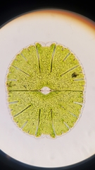 Micrasterias denticulata