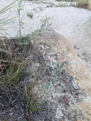 Oligomeris linifolia