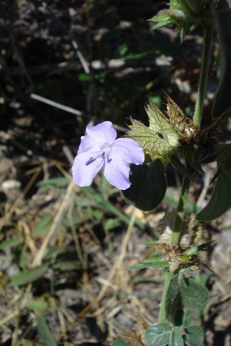 Barleria spinulosa image