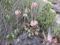 Cotyledon orbiculata orbiculata